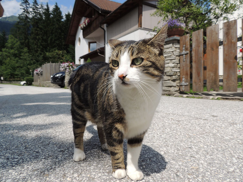 Veterinarian Internal Medicine in Topeka, KS Animal Care Center of Topeka