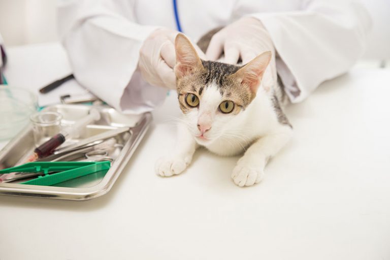 Animal Blood Transfusions in Topeka, KS Animal Care Center of Topeka