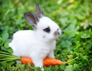 Rabbits and Small Mammals